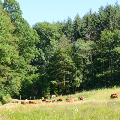 Bild vergrößern: Waldwiesen mit weidenden Kühen,